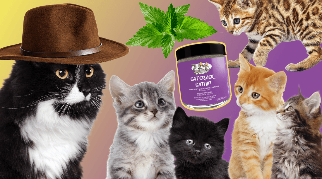 Can Kittens Have Catnip? Reaching the Youth of Whisker City - Cat Crack Catnip