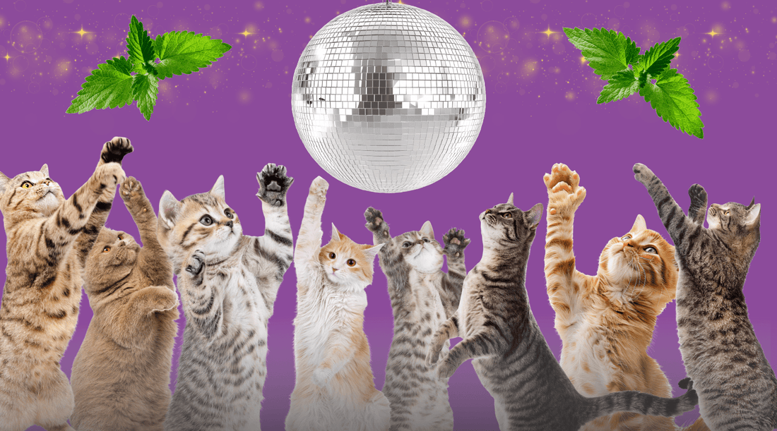 Catnip Cats - A Dance Troupe's Appeal to the Masses - Cat Crack Catnip