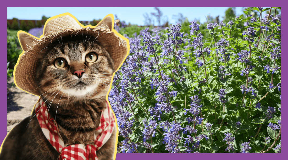 Catnip Plant: Working at a Catnip Farm - Cat Crack Catnip