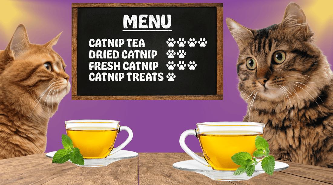 Catnip Tea: Spilling the Truth Via Dance - Cat Crack Catnip