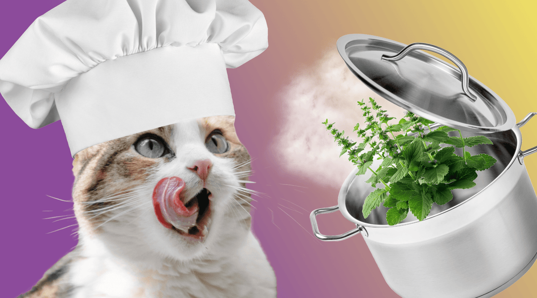 Do Cats Eat Catnip? The Great Catnip Cook-off Catastrophe - Cat Crack Catnip