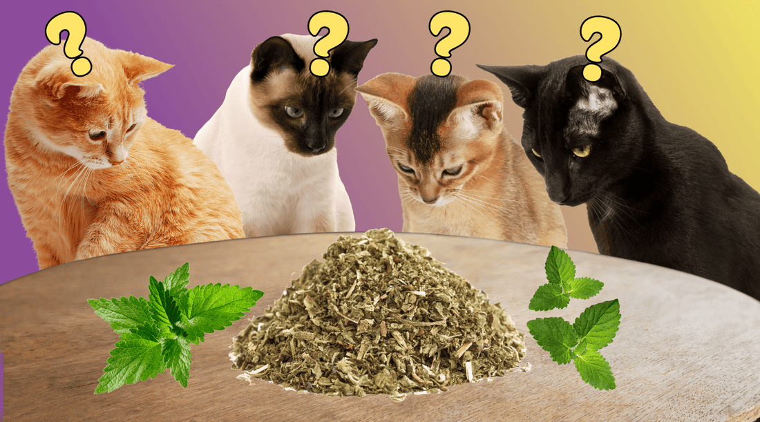 Do Cats Like Catnip? Kingpin's Meow-gical Mystery Night - Cat Crack Catnip