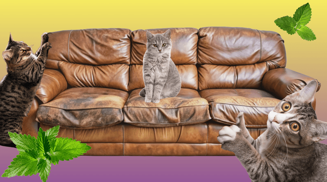 How Can You Stop a Cat From Scratching the Furniture? A Step-by-Step Guide - Cat Crack Catnip