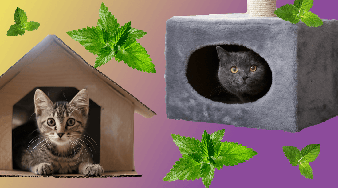 How to Get a Cat to Use a Cat House: Fixing a Cat Housing Crisis - Cat Crack Catnip