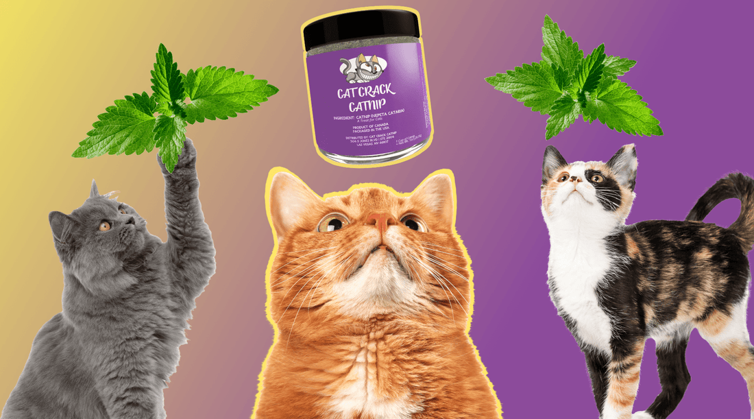 The Ultimate Guide to Catnip: History, Science, and Fun in Whisker City - Cat Crack Catnip