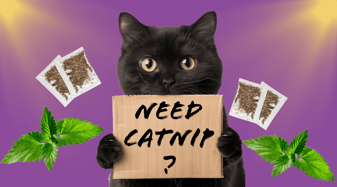 Why Do Cats Go Crazy for Catnip? - Putting Catnip to the People - Cat Crack Catnip