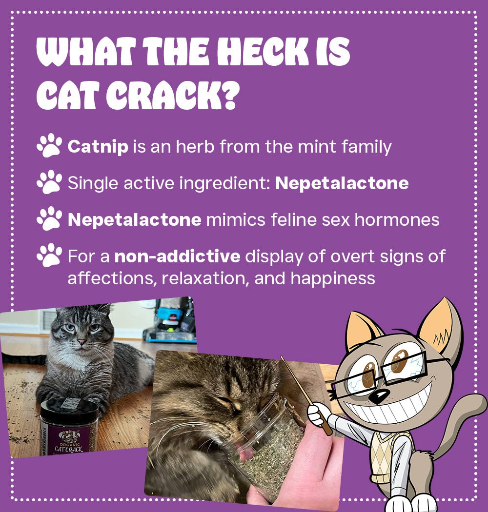 Cat Crack Organic Catnip 100 Natural Cat Nips Organic Blend That Energizes and Excites Cats Safe Catnip Treats for Cat Play Cat Training New